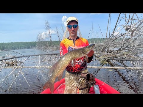 Видео: ЩУКА НА РЕКЕ ЗЛАЯ! А ЯЗЬ МОЛОДЕЦ!!!