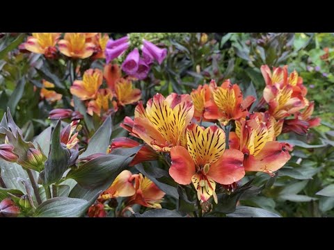 Видео: Альстромерия в Саду Alstroemeria