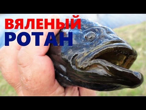 Видео: Ротан , солим , вялим .