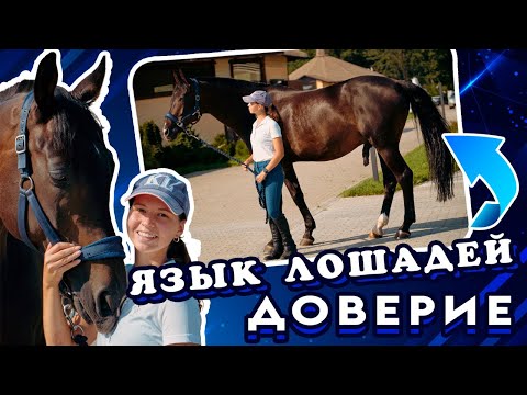 Видео: Язык лошадей. Общение с лошадью. Доверие.