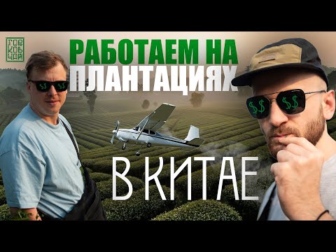 Видео: Как собирают чай в Китае