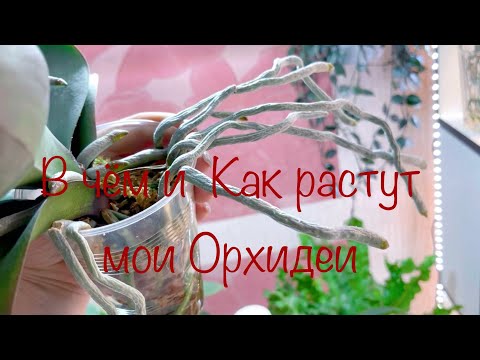 Видео: В Чем и Как Растут мои Орхидеи Или Как подружиться с фаленопсисом