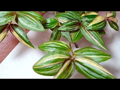 Видео: #Залипашка #традесканция Тайская 🌿✂️💐