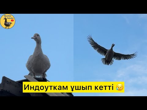 Видео: Индоуткалар балапан басып шығарды. 25.07.2025