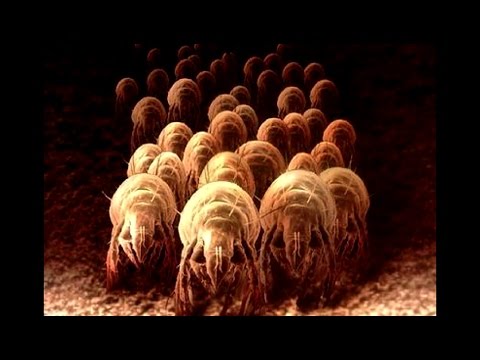 Видео: Ненавижу заправлять кровать