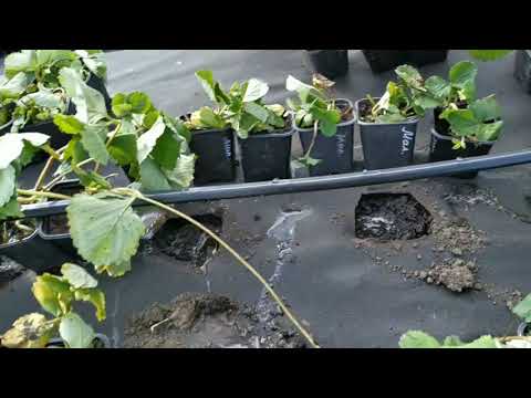 Видео: Саженцы Клубники от Светланы Татур.