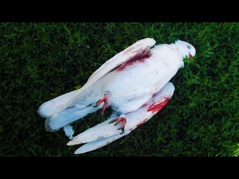 Видео: Ястреб уничтожает моих голубей. Hawk destroys my pigeons
