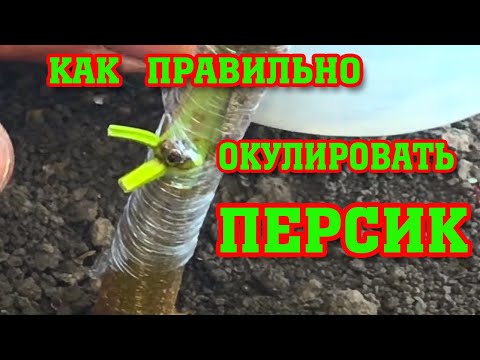 Видео: Как правильно окулировать Персик ! / how to ocularize a peach