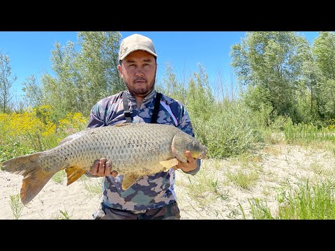 Видео: МОЩНЫЕ САЗАНЫ КАРАТАЛА !! Рыбалка в Жетысу. Рыбалка в Талдыкоргане. Как ловить сазана ?