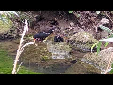 Видео: Борьба за территорию на Реке - Цыплята и Дикая Утка\The struggle for survival on the river #алексаас