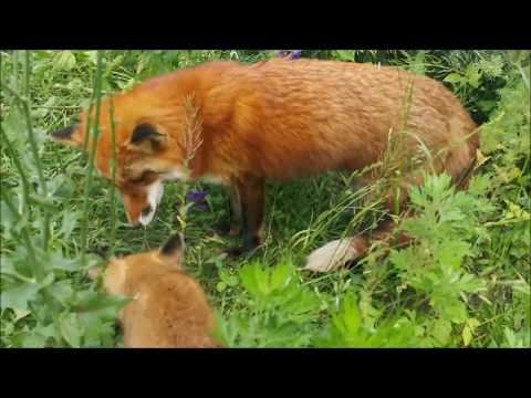 Видео: Лиса Василиса - приемная мама Фокси Фокс!