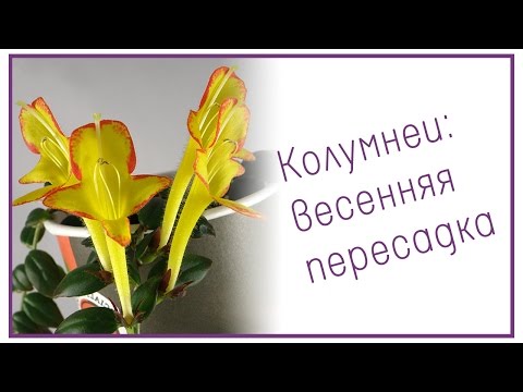 Видео: Колумнеи: весенняя пересадка