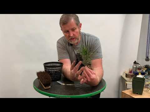 Видео: Бонсаифай | Обрезка корней саженцев черной сосны