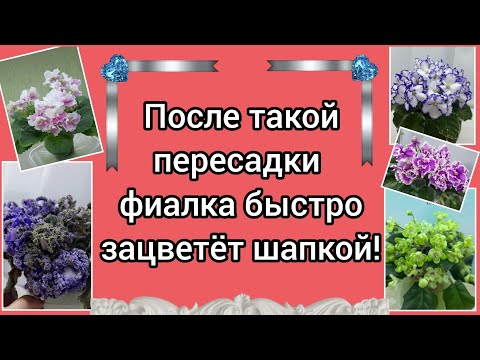 Видео: После такой пересадки фиалка быстро зацветёт шапкой!