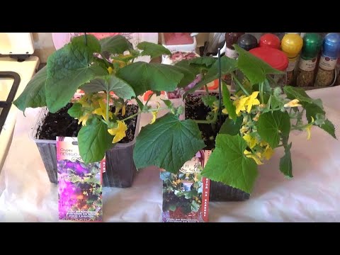 Видео: Обзор комнатных огурцов.  Новинки селекции.