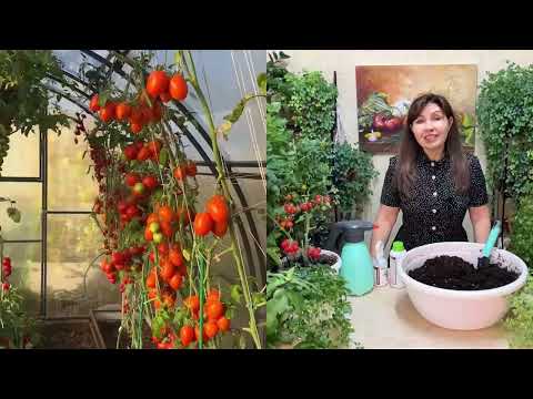 Видео: ТОЛЬКО ТАК ДЕЛАЮ ПЕРЕД ПОСЕВОМ ТОМАТОВ ! РАССАДА МОЩНАЯ И ЗДОРОВАЯ!