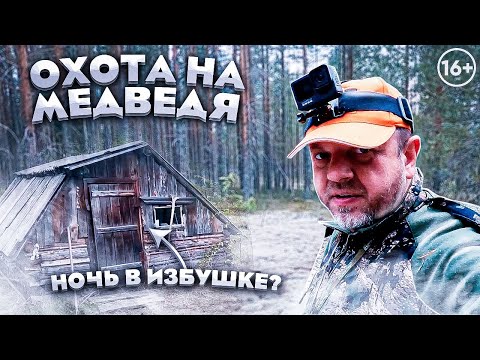 Видео: Встретили огромного медведя в тайге. Лайки идут по следу. Охота с @MyVariedLife