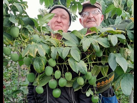 Видео: Маракуя Північна, хурма, зизифус!!! Постійний покупець проїздом!!!