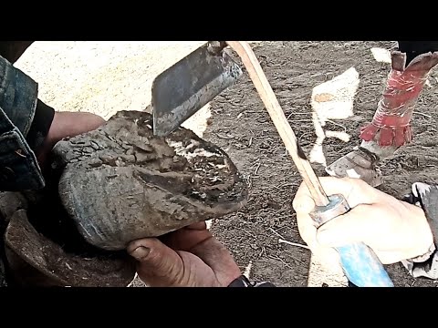 Видео: Атты кантип такалаш керек? (Боор туяк) Такачы агалар менен маек!