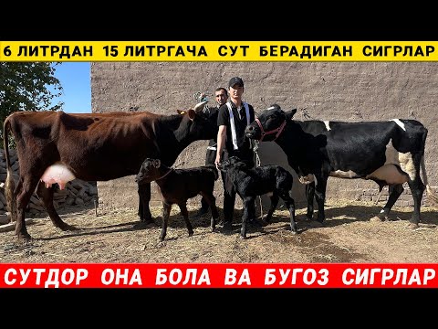 Видео: СУТДОР  ОНА  БОЛА  ВА   БУГОЗ  СИГРЛАР   24-ОКТАБРЬ  ОГАБЕК !   XORAZM  NARX NAVO