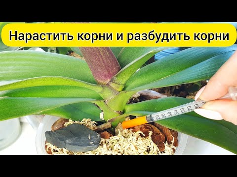 Видео: НАРАСТИТЬ КОРНИ орхидеи после ПЕРЕСАДКИ орхидеи // ПОЛИВ ОРХИДЕИ и корни орхидеи нарастут