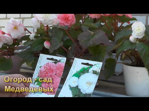 Видео: Клубневая бегония: помним о важном