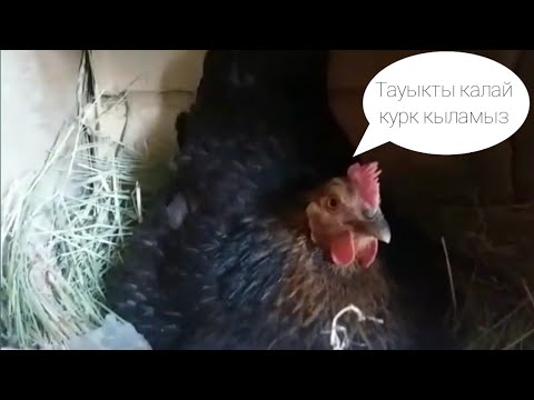 Видео: Мен тауыкты калай курк кылдым 🤔🤔