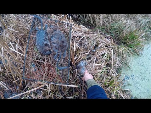 Видео: Охота на ондатру. Ловля ондатры мордами (Будни охотника и рыбака)