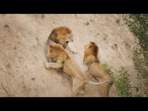 Видео: НЕВЕРОЯТНО! Битва львов - ПЯТЬ НА ОДНОГО! Тайган. IMPOSSIBLE! Battle of the lions - FIVE FOR ONE.