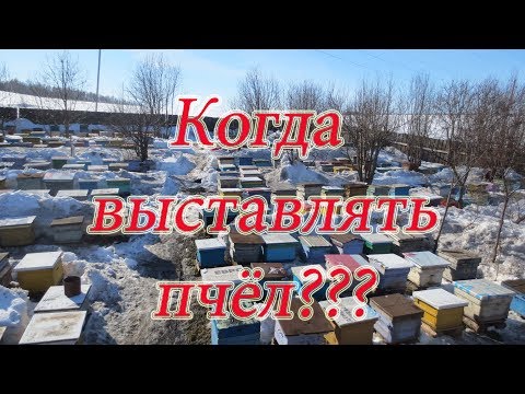 Видео: РАННЯЯ ВЫСТАВКА ПЧЕЛОСЕМЕЙ ИЗ ЗИМОВНИКА, КОГДА И КАК. ОБЛЁТ ПЧЁЛ.🔥🔥🔥