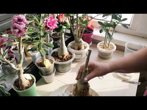 Видео: Пересадка адениумов, обрезка🌱🌷