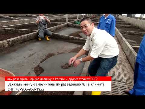 Видео: Разведение мухи Черный солдат в климате СНГ. Бизнес с минимальными вложениями