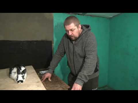 Видео: Как лечить вздутие у кроликов.