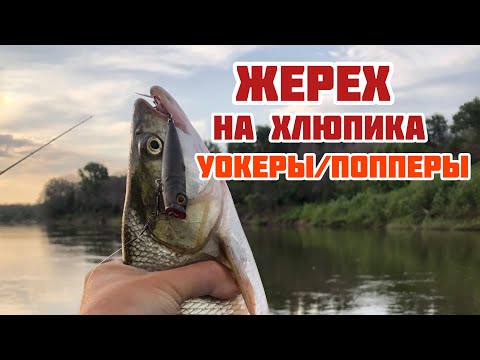 Видео: ЖЕРЕХ НА ХЛЮПИКА | УОКЕРЫ И ПОППЕРЫ ДЛЯ ЖЕРЕХОВОЙ ЛОВЛИ
