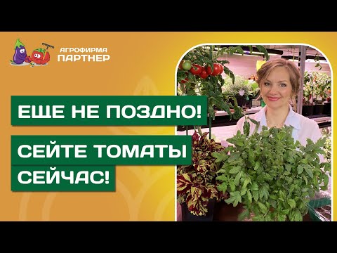 Видео: ВЫ НЕ ОПОЗДАЛИ С ПОСЕВОМ ТОМАТОВ! // Рассказываем, что делать!