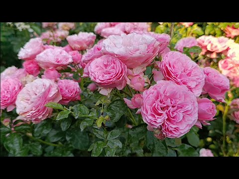 Видео: Розы цветут и радуют 12 июня 2025 🌹🌹❤️