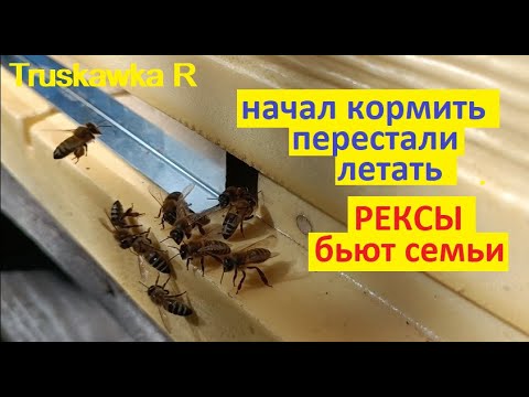 Видео: #Пчёлы. Закормка в зимму без последствий. Воровства и ослабления семей. Можно работать даже днём.
