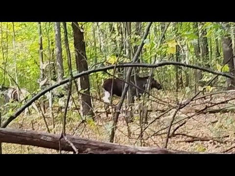 Видео: ПЕРВЫЙ ВЫХОД С ЛАЙКОЙ В ЛЕС/ ОТРАБОТАЛИ ЛОСЕЙ/