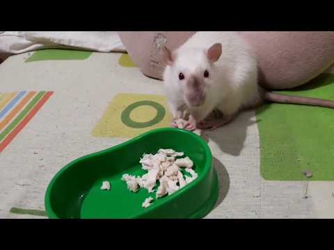 Видео: Питание декоративных крыс. Рацион за неделю .