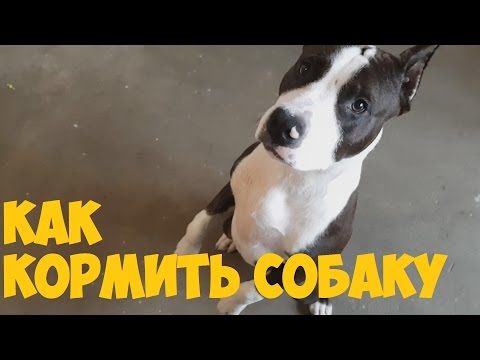 Видео: American Staffordshire Terrier / Как правильно кормить собаку /щенок в доме/