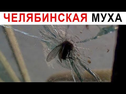Видео: Лютые приколы. Супер муха