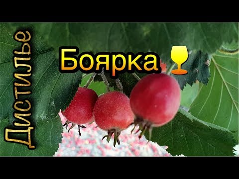 Видео: 💥🍷Вкуснейший сахарный самогон на боярышнике. Cделано на оборудовании LUXSTAHL 6