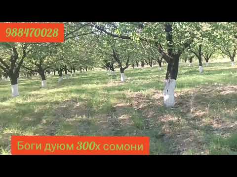 Видео: Ду то Боги Фруши дар дехаи Чилгази