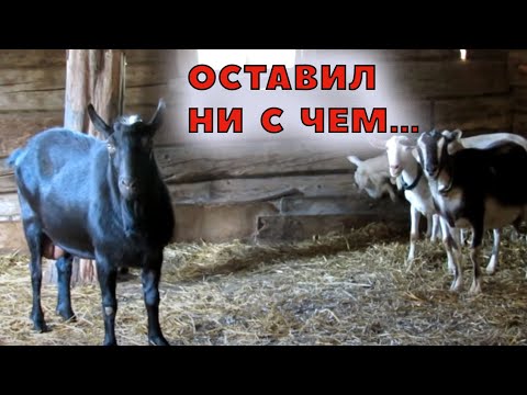 Видео: Как 1 козел жизнь испортил