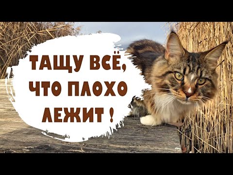 Видео: Тащу, что плохо лежит!! Котята мейн куны - 35