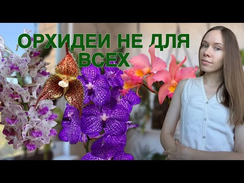 Видео: Редкость не для всех: стоит ли заводить эти орхидеи новичку?
