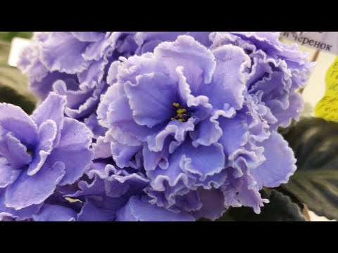 Видео: Москва/Дом Фиалки/выставка фиалок#эксклюзивныесорта 2022#домфиалки#выставкафиалок2022#