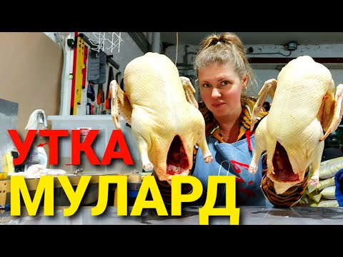Видео: ВСЁ ОБ УТКЕ МУЛАРД / ИНКУБАЦИЯ УТКИ