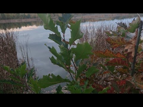 Видео: Прийшла пора ловити щук