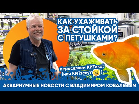 Видео: Аквариумные новости с Владимиром Ковалевым (17.09.2023). Как мы ухаживаем за стойкой с петушками?